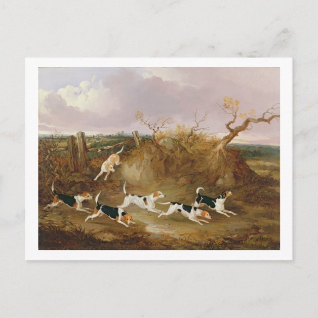 Beagles in Full Cry, 1845 (oil on canvas) Postcard (Front)