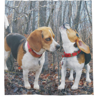 Beagles in the Woods