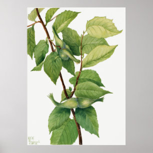Beaked Hazelnut (Corylus rostrata) (1932) by Mary Poster