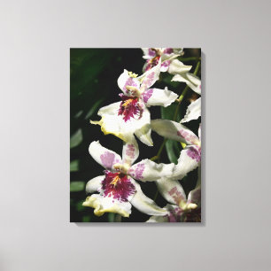 Beallara Orchid Art Wrapped Canvas -18x24