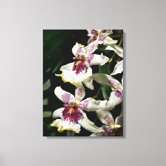 Beallara Orchid Art Wrapped Canvas -18x24 (Front)