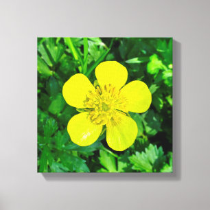 Beaming Buttercup Flower. Canvas Print