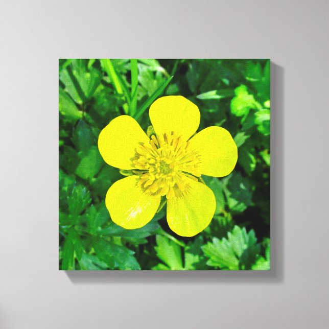 Beaming Buttercup Flower. Canvas Print (Front)