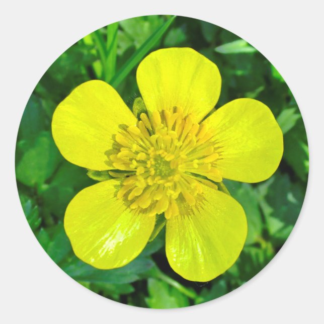 Beaming Buttercup Flower. Classic Round Sticker (Front)