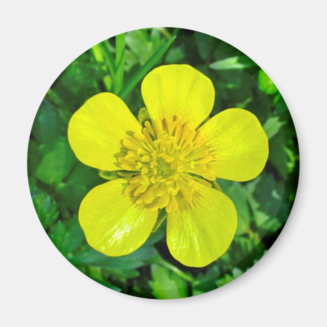 Beaming Buttercup Flower. Magnet (Front)
