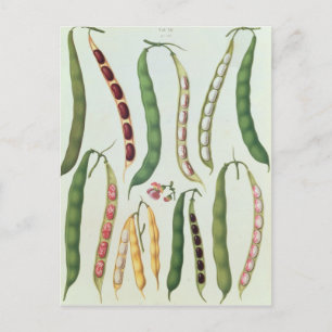 Beans Postcard