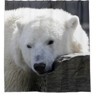 Bear 002