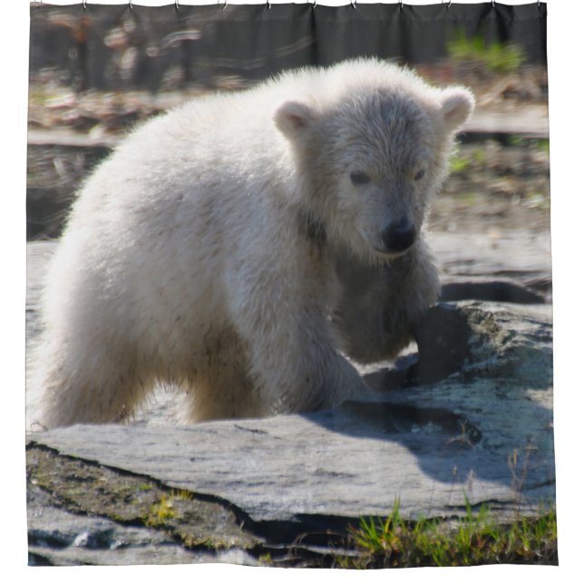 Bear 07 (Front)