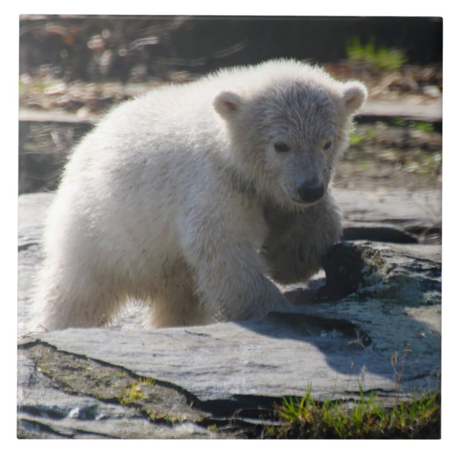 Bear 07 tile (Front)
