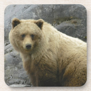 Bear Alaska Animals Destiny Nature Coaster