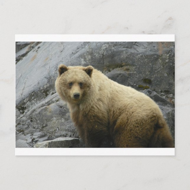 Bear Alaska Animals Destiny Nature Postcard (Front)