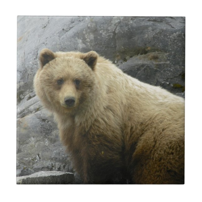 Bear Alaska Animals Destiny Nature Tile (Front)