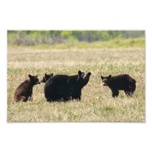 Bear and Cubs Photo Print