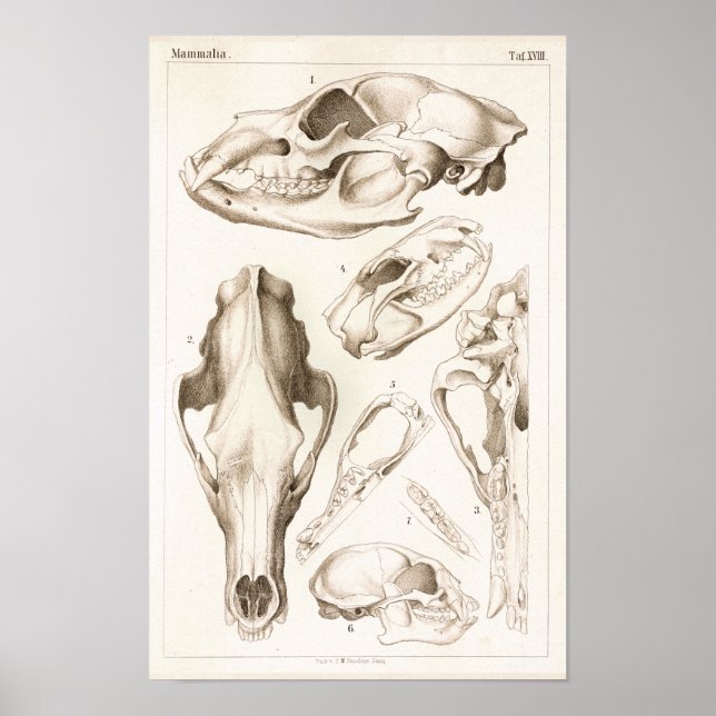 Bear and Tasmanian Devil Skull Anatomy Print (Front)