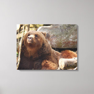 Bear at the zoo canvas print