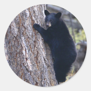 bear classic round sticker