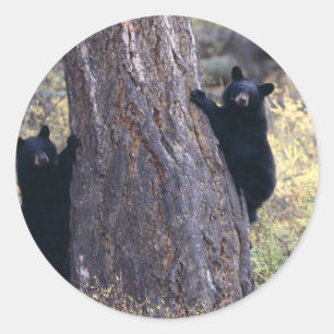 bear classic round sticker