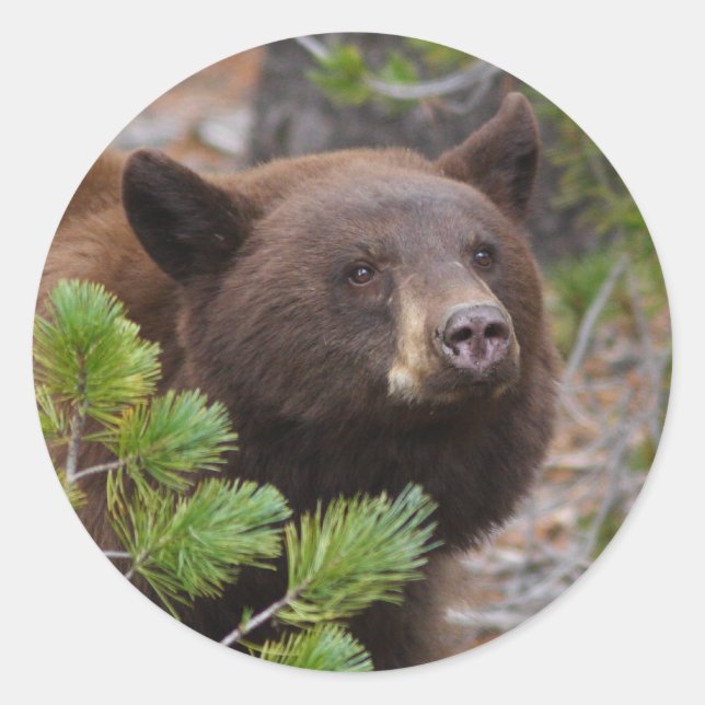 bear classic round sticker (Front)