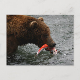 Bear closeup, Brooks Falls Alaska  Postcard