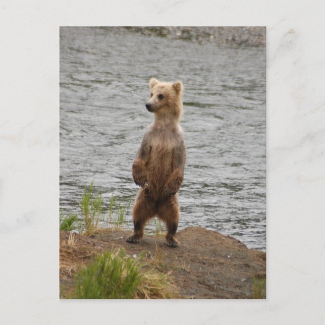 Bear closeup, Brooks Falls Alaska  Postcard (Front)