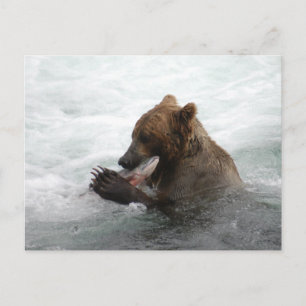 Bear closeup, Brooks Falls Alaska Postcard