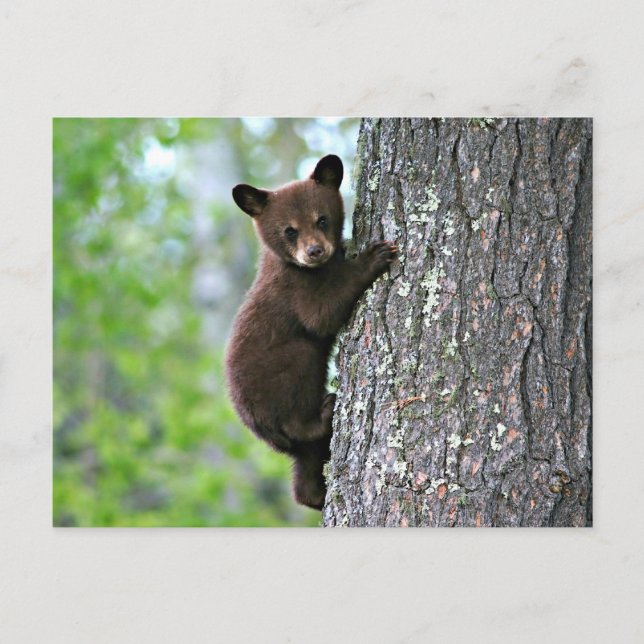 Bear Club Climbing a Tree Postcard (Front)