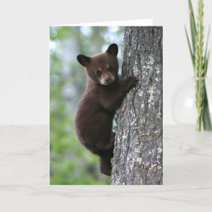 Bear Cub Climbing a Tree Card