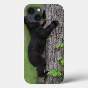 Bear Cub Climbing a Tree iPhone 13 Case