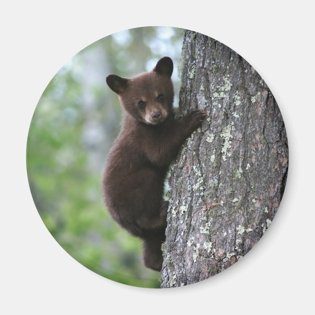 Bear Cub Climbing a Tree Magnet (Front)