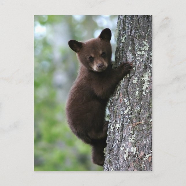 Bear Cub Climbing a Tree Postcard (Front)