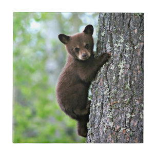 Bear Cub Climbing a Tree Tile
