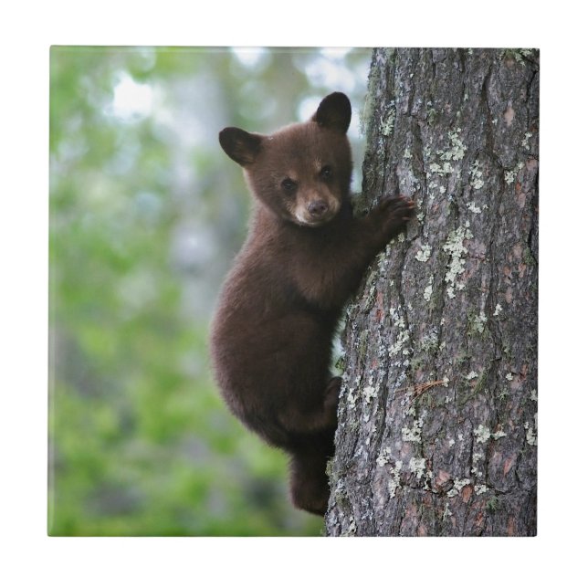 Bear Cub Climbing a Tree Tile (Front)