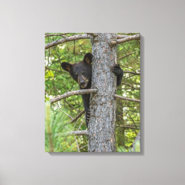Bear Cub Climbing Tree Canvas Print (Front)