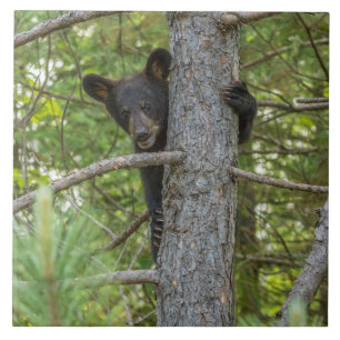 Bear Cub Climbing Tree Tile