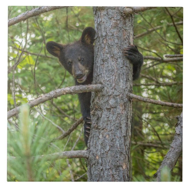 Bear Cub Climbing Tree Tile (Front)