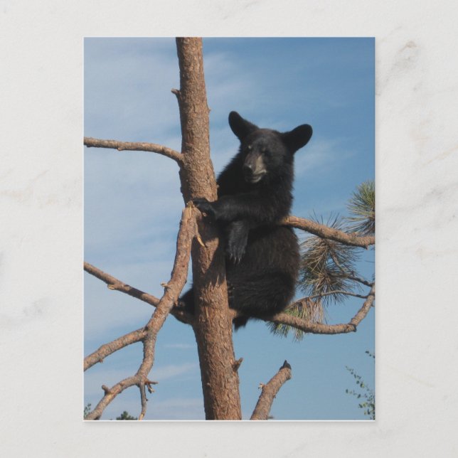 Bear Cub In A Tree Postcard (Front)