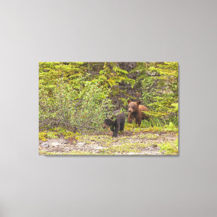Bear Cubs Canvas Print