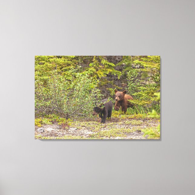 Bear Cubs  Canvas Print (Front)