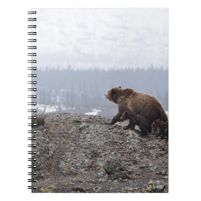 BEAR FAMILY IN YELLOWSTONE NOTEBOOK (Front)