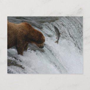 Bear fishing salmon, Brooks Falls Alaska Postcard
