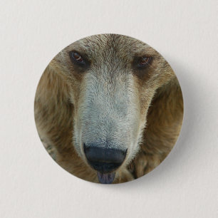 Bear Flair 2 Inch Round Button