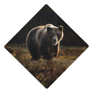 Bear Graduation Cap Topper