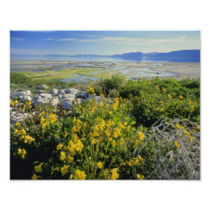 BEAR LAKE, UT, US, monkey-flower & tumbleweed, Photo Print