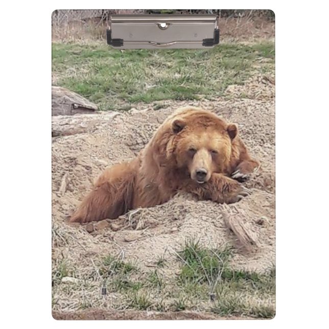Bear Nap Clipboard (Front)