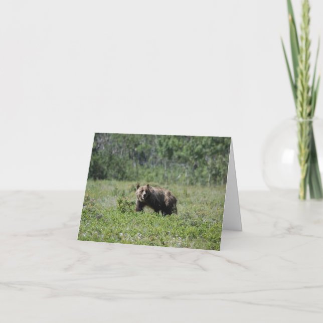 Bear Photo Blank Note Card (Front)