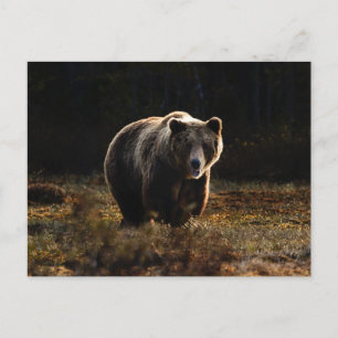 Bear Postcard