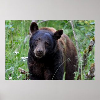 Bear Poster