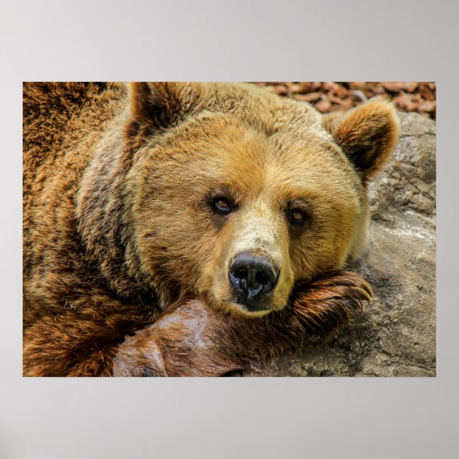 Bear Poster (Front)