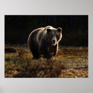 Bear Poster