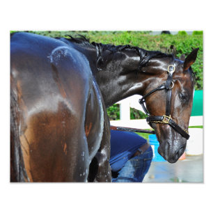 Bear Sighting Photo Print